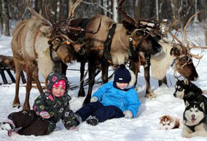 Прокатиться на оленях и хасках