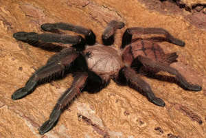 Chilobrachys fimbriatus