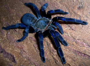 Haplopelma lividum