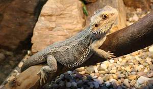 Pogona vitticeps