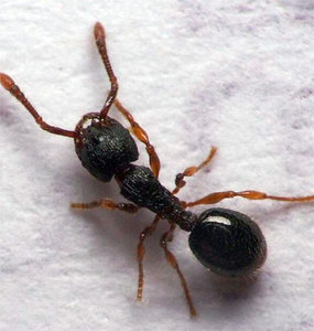 Tetramorium caespitum