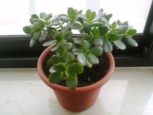 Jade plant