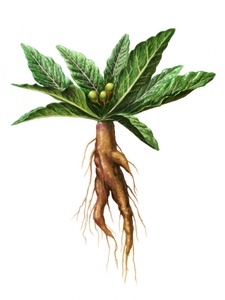 Корень мандрагоры