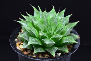 Haworthia Lace Queen