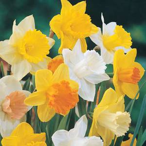 Daffodil, Large Trumpet