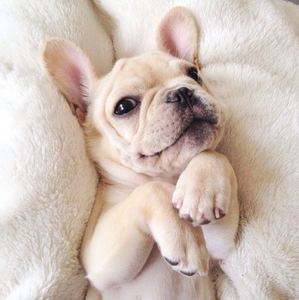 french bulldog