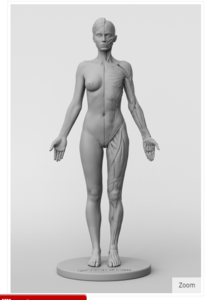 3d total female figure