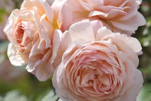 Роза A Shropshire Lad, ЗКС