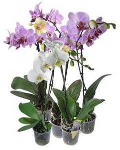 Орхидеи в горшочках
