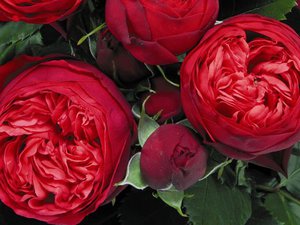 Букет роз Пиано Ред