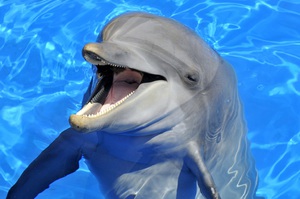 Плавание с дельфином индивидуальное