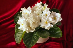 Фиалка белая