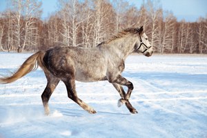 Конные прогулки