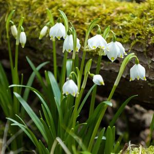 Seeds for snowflakes (Leucojum aestivum), the Gravetye Giant variety.