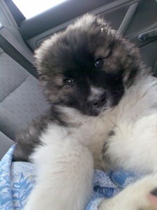 Друг пушистый,самый верный и родной. Собаку хочу