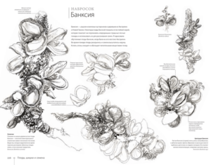 книга Ботаника для художника