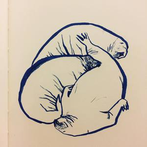 Моржи