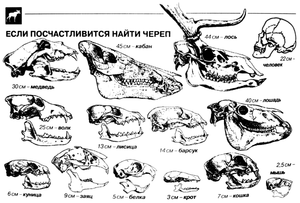 Черепа животных