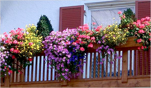 Посадить цветы на балконе