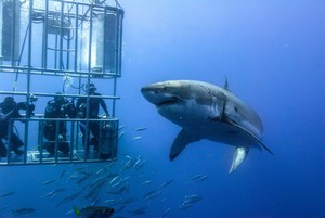 Поплавать в клетке с акулами