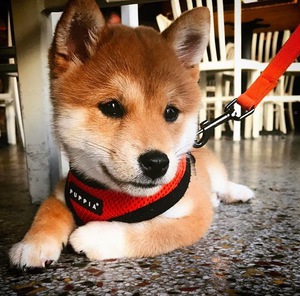 Shiba inu