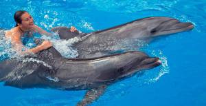 Поплавать с дельфином в Дельфинии