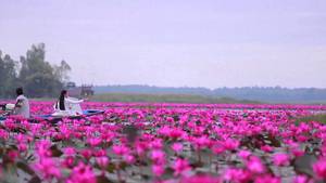 Udon Thani lotus lake