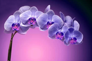 необычная орхидея