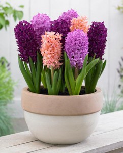 гицинты в горшке