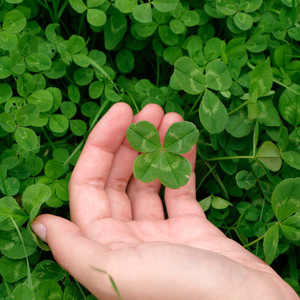 find a four-leaf clover