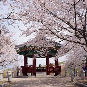 Увидеть цветение вишни в Сеуле