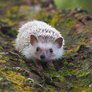 meet a hedgehog