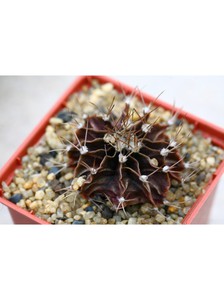 ГИМНОКАЛИЦИУМ СТЕНОПЛЕУРУМ (GYMNOCALYCIUM STENOPLEURUM)