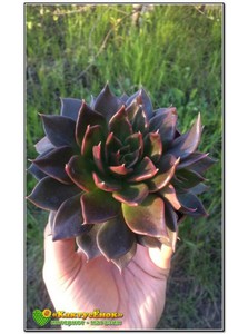 Суккулент: 2 ЛИСТОВЫХ ЧЕРЕНКА ЭХЕВЕРИЯ ЧЁРНЫЙ ПРИНЦ (ECHEVERIA BLACK PRINCE)