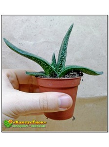 ГАСТЕРИЯ ПЯТНИСТАЯ ШЕРШАВЫЙ ЛИСТ (GASTERIA MACULATA)