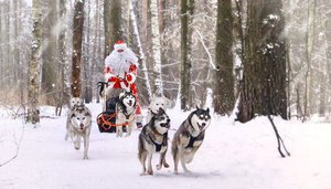 покататься на хаски