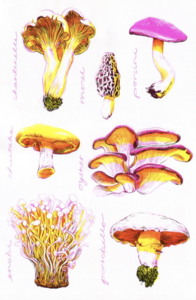 Mushrooms Print