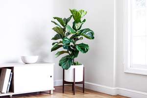 nice big fiddle leaf fig tree