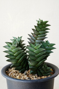 Haworthia viscosa