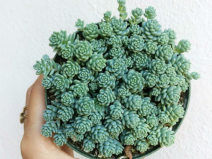 Sedum Dasyphyllum Minor