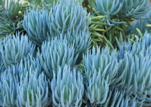 Senecio serpens (Blue Chalksticks)