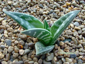 Aloe variegata