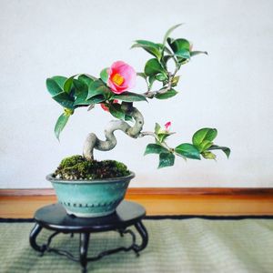 Camellia Japonica bonsai