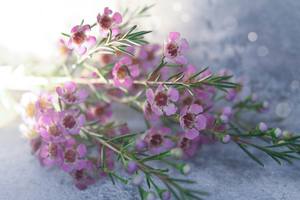 букетик из веточек Ваксфлауэр (лат. Chamelaucium)