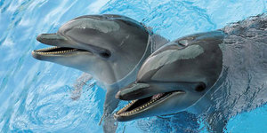Поплавати з дельфінами