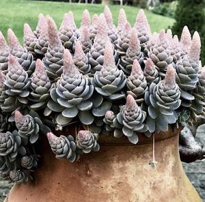 Orostachys Iwarenge (Dunce caps plant)