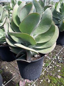 Flapjack Kalanchoe Tetraphylla