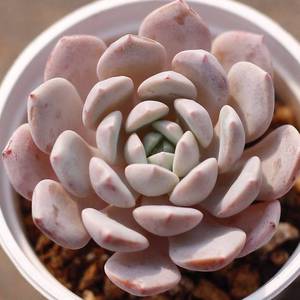 Echeveria Raffine