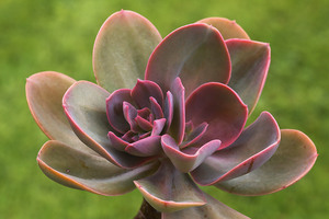 Echeveria gibbiflora “Metallica”