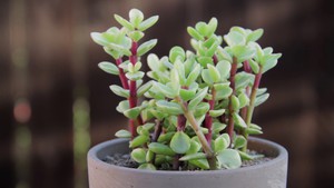 Portulacaria variegata